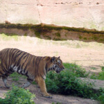 Nuremberg zoo tiger