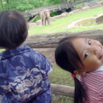 Nuremberg zoo elephant watching
