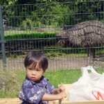 Nuremberg zoo emu and kid