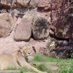 Nuremberg zoo lion