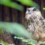 Nuremberg zoo owl