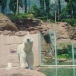 Nuremberg zoo polar bear