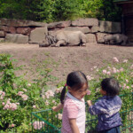 kids watching Nuremberg zoo hippo