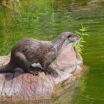 Nuremberg zoo weasel