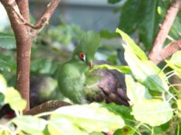 green planet dubai bird