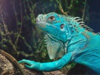 Blue iguana blue iguana