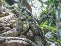 green planet dubai tree