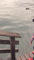 Watching ducks and swans Watching ducks and swans