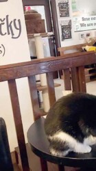 Mačkafé cat Mačkafé cat